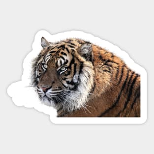 Image: Tiger head Sticker